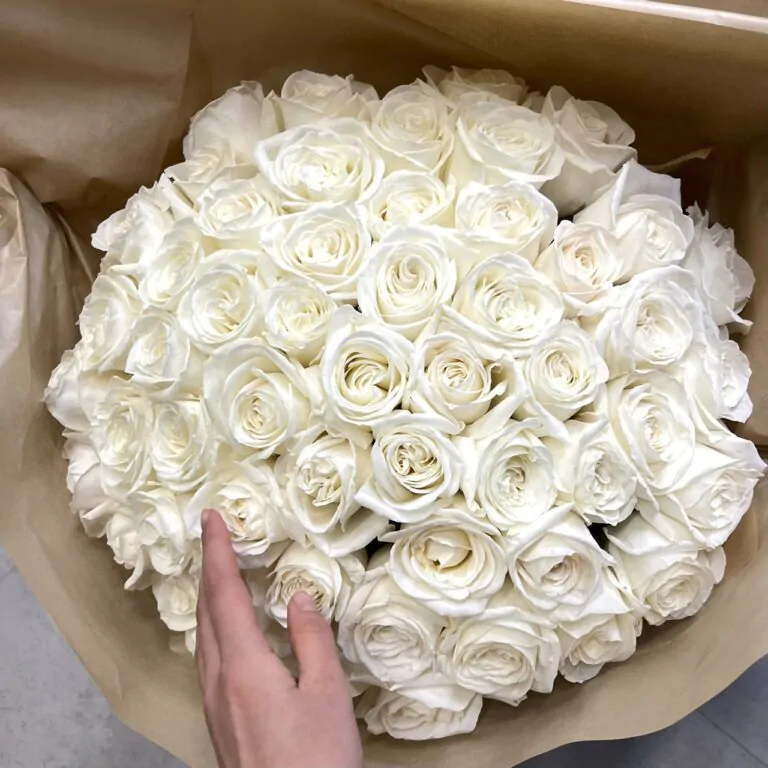 białe róże na walentynki