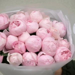 peony pink